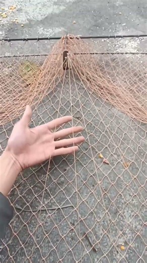 🕊️ Amazing Pigeon Cage Setup! 🪤 Village Life Skills 😲✨ #birds #cage #trap