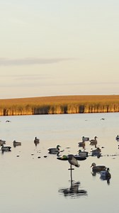 684K views · 4.2K reactions | Stay in the fight. #goosehunting #geese #waterfowl | Quill Creek World Championship Calls | Facebook