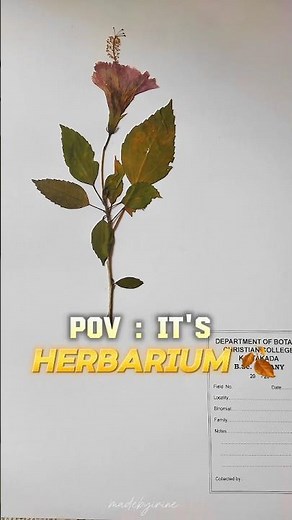 Herbarium 🍂 #botany #herbarium #shorts #shortvideo #shortsfeed