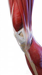 🦵 The Knee Joint: Motion in Action The knee joint is one of the most complex and important joints in the body, allowing for bending, straightening, and rotational movements. It’s stabilized by key ligaments like the ACL, PCL, MCL, and LCL, while muscles like the quadriceps and hamstrings provide the power for movement. Together, these structures allow the knee to support body weight, walk, run, and jump. #KneeJoint #Ligaments #MuscleHealth #SciePro #Anatomy #pt #physio #biomechanics #ortho #fit