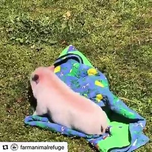 51K views · 3.3K reactions | I thought in these times of fear and confusion that it was important to share the adventures of Emmett and his new blanket. @farmanimalrefuge | Moby | Facebook