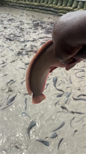 Catfish Farming Guide: How to Start a Fish Farm