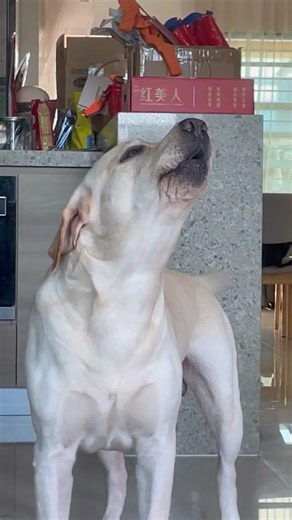 #labrador Muscular man howling