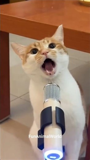 Cat Jump Fails + Meows = Comedy Gold! 🐾