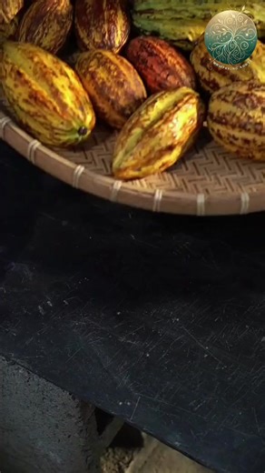 From Cocoa Bean to Chocolate — Nature’s Gift 🍫🌿