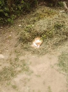 cuando crees que tu gato partio | David Gonzalez Ortega