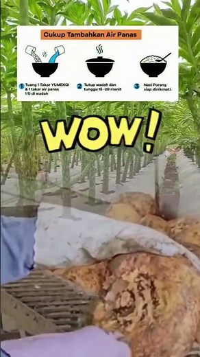 This rice is made from porang tubers