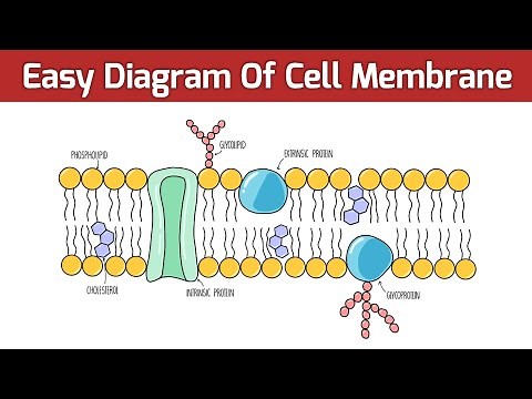 Cell Membrane Diagram | Easy to draw cell membrane