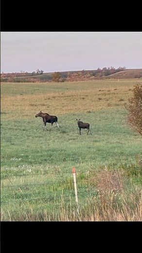 9 Wild Moments Caught in the North Dakota Fields
