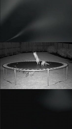 Foxes Caught Bouncing on a Trampoline! #foxesatnight