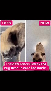 3K views · 147 reactions | The difference that 8 weeks of Pug Rescue...