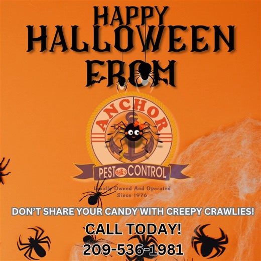 🕷🕸Fake spiders? Fun! Real ones? Not invited! Call Anchor Pest Control before the pests give you a scare! | Anchor Pest Control, Inc.