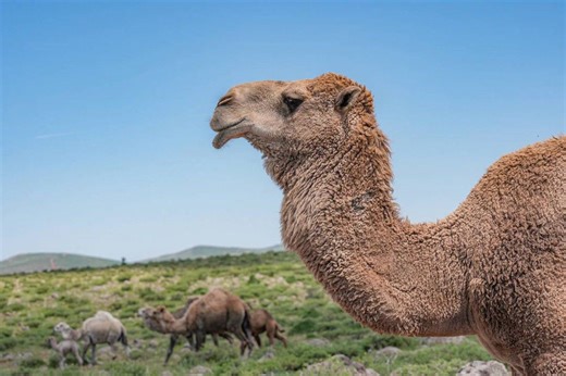 Pet camel killed Pam Weaver in Australia