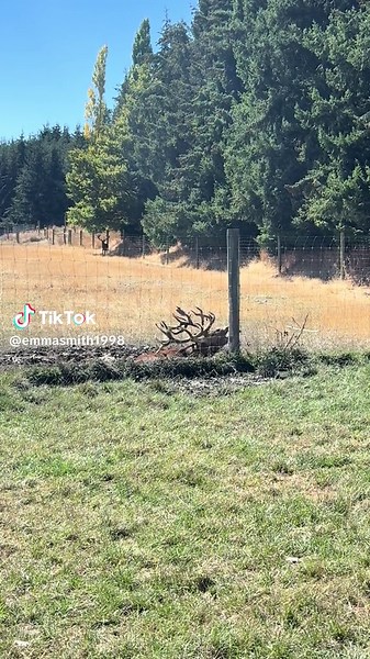 Hearing this 24/7 is the best #deerfarming