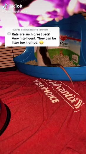 petspluschelsea on TikTok