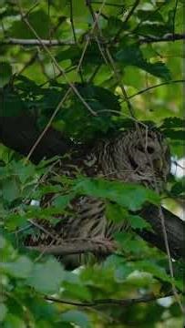 Different Sound of Wild Animals! #original #birds #animalnoises #animalsounds #naturesvoice