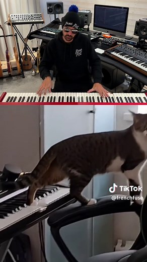 Cat Playing Piano Compilation Videos