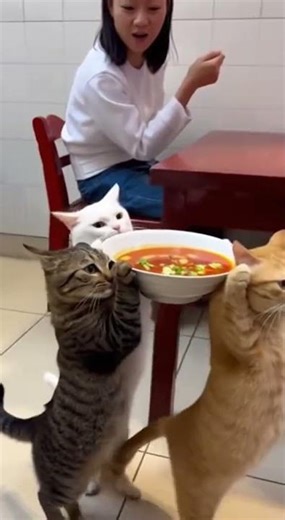 Cats Being Hilariously Dramatic 😹"