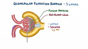 Video: Glomerular filtration - Video Explanation! | Osmosis | Osmosis