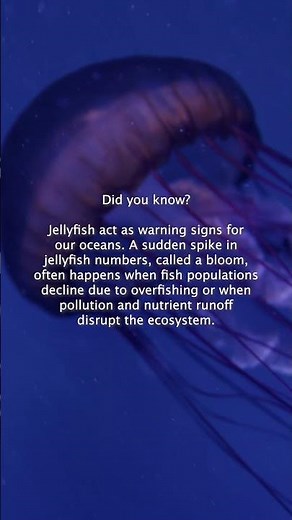 Jellyfish Blooms
