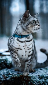 Katzenregeln für den Haushalt 😀 #Katzen | apollo_und_cosmo