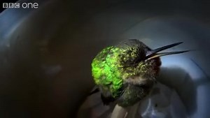 Turn up the volume. A hummingbird snoring might be the cutest thing ever! | Sharing Smiles