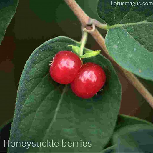 Honeysuckle Berries Edible or Toxic? 2026 Complete Identification Guide