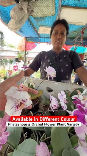 Rare Phalaenopsis Orchid Colour Collection🌸 Exotic Butterfly Orchid at Galiffstreet Nursery #shorts