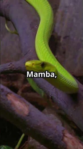 Unglaubliche Fakten über Schlangen! 🐍