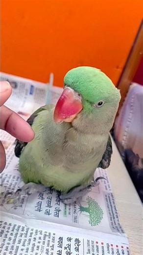 mitho baby गुस्से में hain