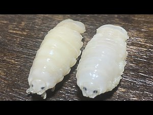 【寄生生物】ウオノエ（タイノエ）を嫁にプレゼント！嫁は食べるのか？味は？