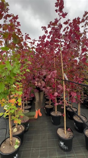 🍁 This tree absolutely GLOWS in autumn. 🍁 Acer ‘Autumn Red/October Glory’ Maple bursts into fiery scarlet red tones that instantly turn an ordinary garden into a showstopper. Fast-growing, hardy, and low-maintenance, it’s the perfect feature tree for adding bold seasonal colour and structure to your landscape. ❤️🔥 👉 Shop now: https://www.thetutuguru.com.au/shop/maple-acer-autumn-red/ #HelloHelloPlants #CanadianMaple #OctoberGloryMaple #AutumnColour #FeatureTree #MapleTree #GardenInspiration 