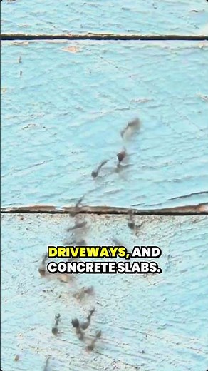 What Are Pavement Ants?