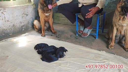197K views · 4K reactions | German Shepherd dogs male female and kids available. जरमैन शेफर्ड कुत्ते के बच्चे देख। #doglove | GOAT TV | Facebook