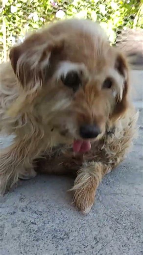 Bony y sus Amigos Animales les dan la Bienvenida paraVer sus AVENTURAS #CONEJO #BONY #shorts