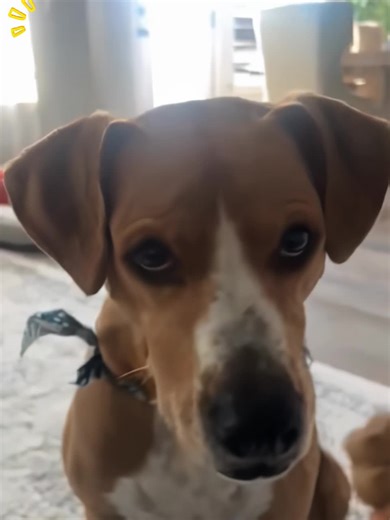 Whispering Bark Prank: Hilarious Animal Challenges