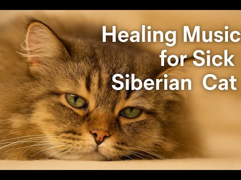 Siberian Cat Healing Music – Comfort & Recovery for Sick Cats (1 Hour) 🐾💖