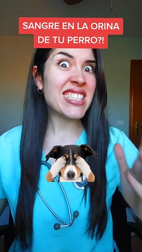 Por qué tu perro orina con sangre? 🐶💦🩸 Estas son las posibles causas, algunas son las más frecuentes, como las infecciones de orina, los cristales... Si tu perro orina con sangre lo primero será una exploración general y un análisis de orina 👩‍⚕️🐶 #analisisorina #cistitis #perros #causas #orinaconsangre #cristaluria #consejosveterinarios #cuidadosperro #laveterinariadetiktok