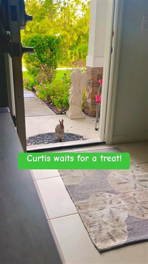 🐰 Curtis Waits At The Door & Hops In For A Treat!