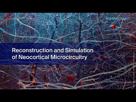 Reconstruction and Simulation of Neocortical Microcircuitry