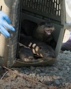 776K views · 10K reactions | Go, otters, go! 簾 After spending some time at a rehabilitation center, these otters are ready for their next adventure. | National Geographic Animals | Facebook