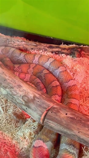 Corn Snakes