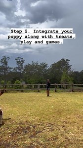 2.9K views · 100 reactions | PREVENTING STORM/NOISE PHOBIA Actively...