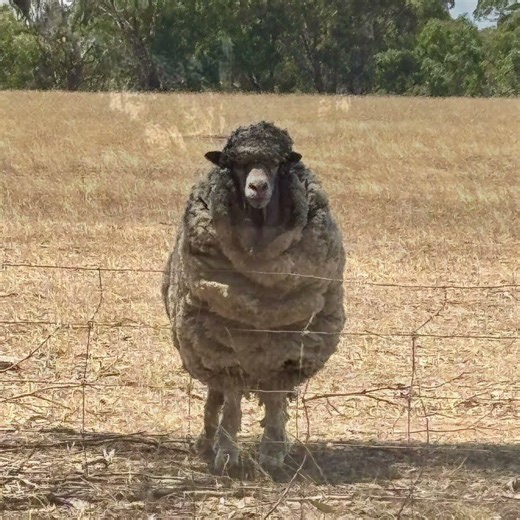 Shame of Australia #sheep #sheepcruelty #animalabuser #animalsaustralia #animals #petanimals