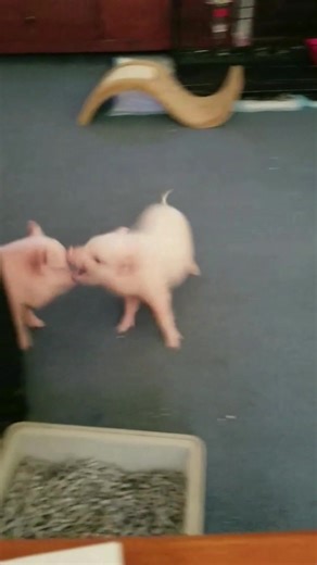 Hilarious Moments with Pigs: A Compilation of Funny Pig Antics