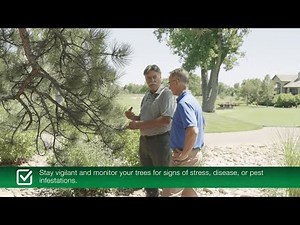 How To Care For Trees In Colorado