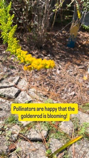The Goldenrod is blooming in Goldenrod! And the pollinators are loving it. #floridanativeplants #pollinatorgarden | Jody Mask