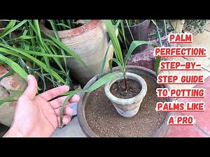 Palm Perfection: Step-by-Step Guide to Potting Palms Like a Pro 🌴#palm #gardening #gardeningtips