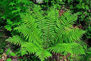 Dryopteris crassirhizoma - Alchetron, the free social encyclopedia
