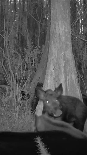 Wild Hog Drama in the Cypress Swamp